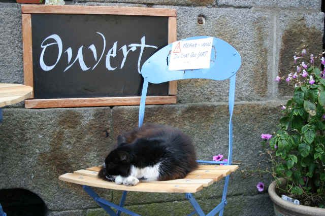 Un chat qui dort Un chat qui dort